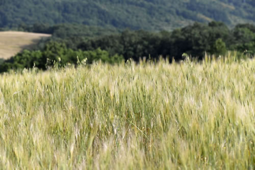 Lucano durum wheat