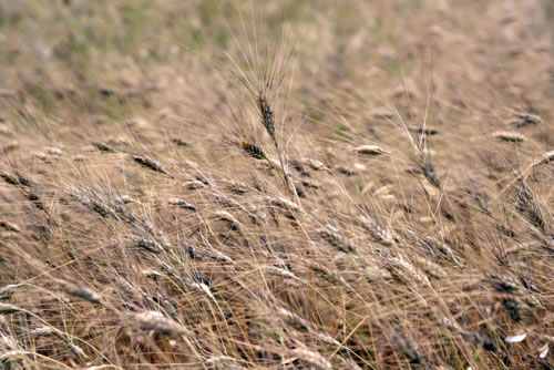Cultivation of durum wheat Terra Antica